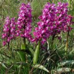 Ятрышник раскрашенный