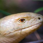 Желтопузик тракийский