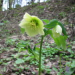 Зимовник кавказский