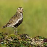 Золотистая ржанка