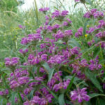 Зопник колючий