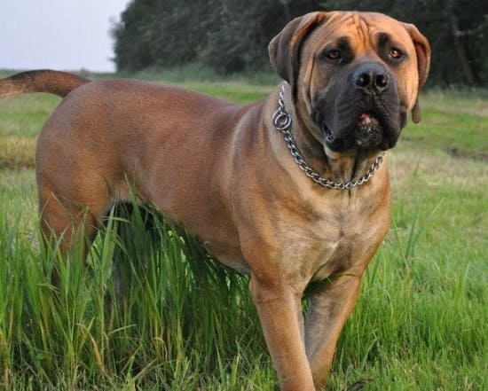 Африканский бурбуль