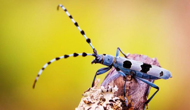 Альпийская штанга