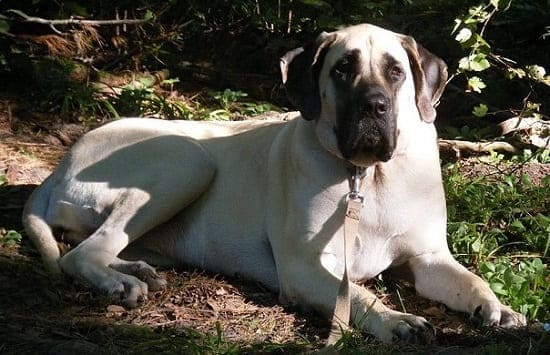 Американский мастиф