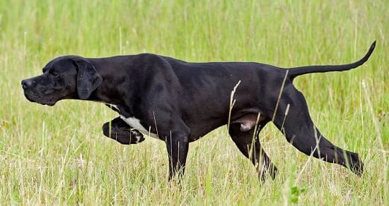 Английский указывающий