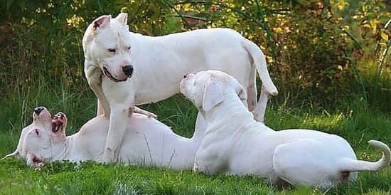 Аргентинский дог