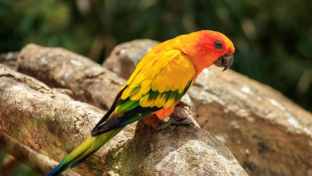 Экзотические птицы джунглей Амазонки