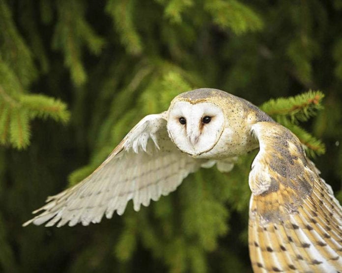 Экзотические птицы джунглей Амазонки