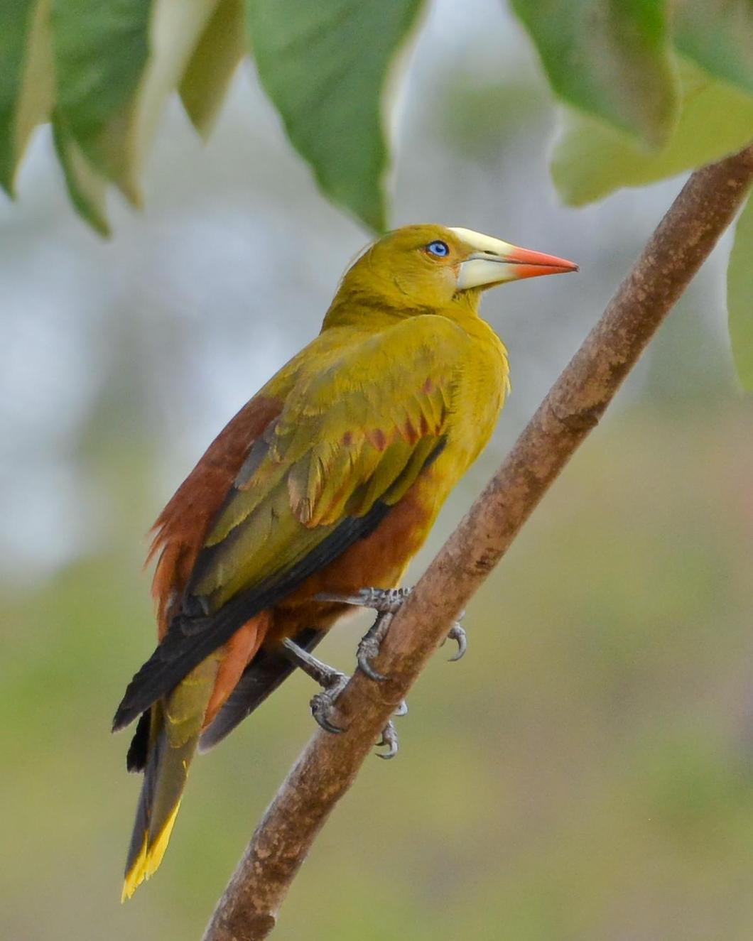 Экзотические птицы джунглей Амазонки