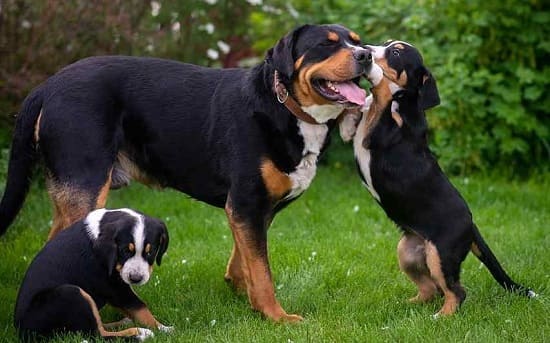 Большой швейцарский зенненхунд с щенками