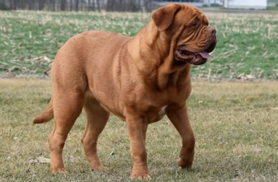 Бордоский дог