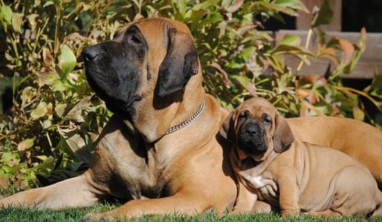 Фила бразильская взрослая и щенок