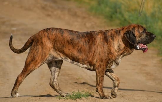 Бразильская Фила