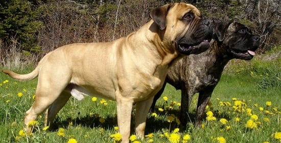 Бульмастифы