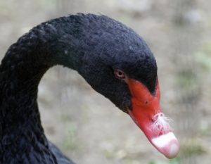 Лебеди: фото и описение, где зимуют, когда улетают, как называется детеныш