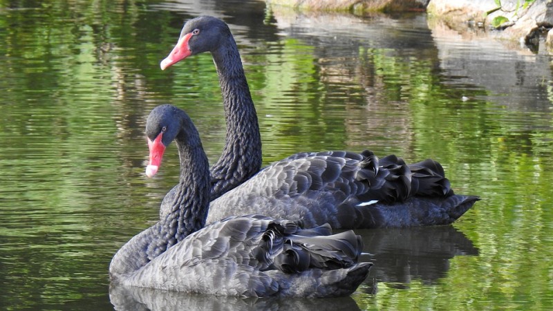 Лебеди: фото и описение, где зимуют, когда улетают, как называется детеныш