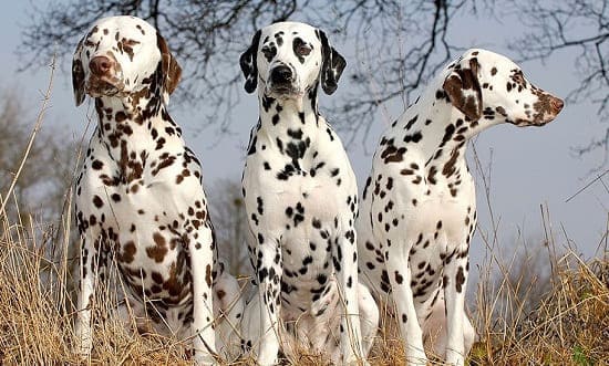 Далматинцы