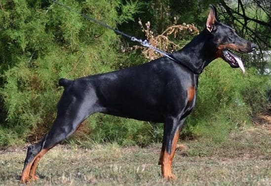 Доберман