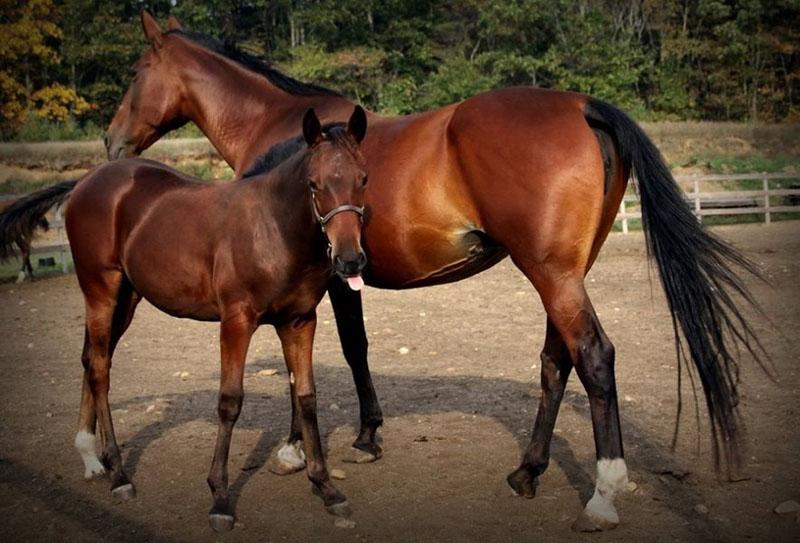 особенность окраски крупа особенность окраски крупа