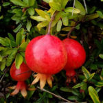 Гранаты обыкновенные