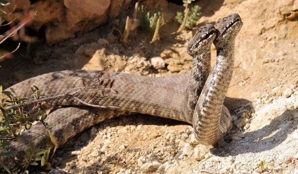 Змеи Кавказа: виды, описание