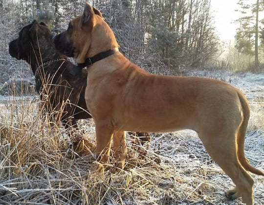 Немецкие доги Канарских островов