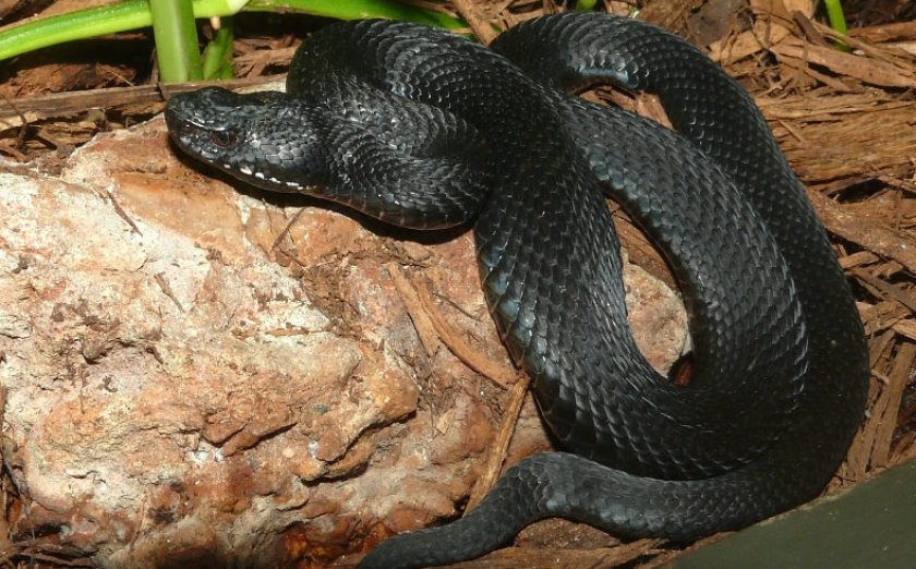 Кавказская гадюка