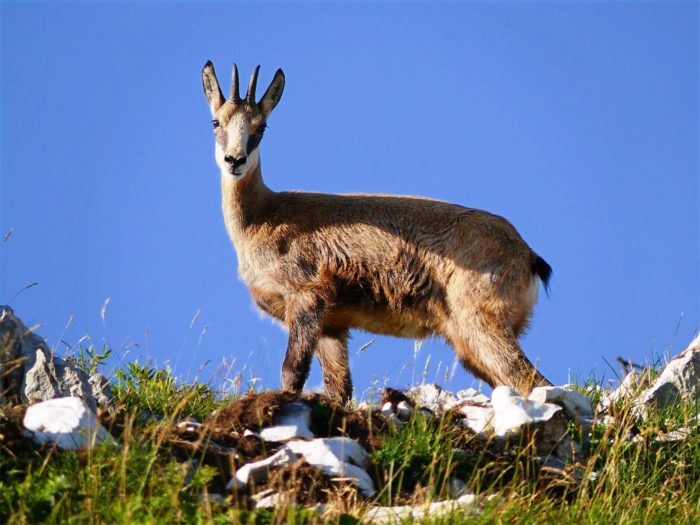 кавказская серна