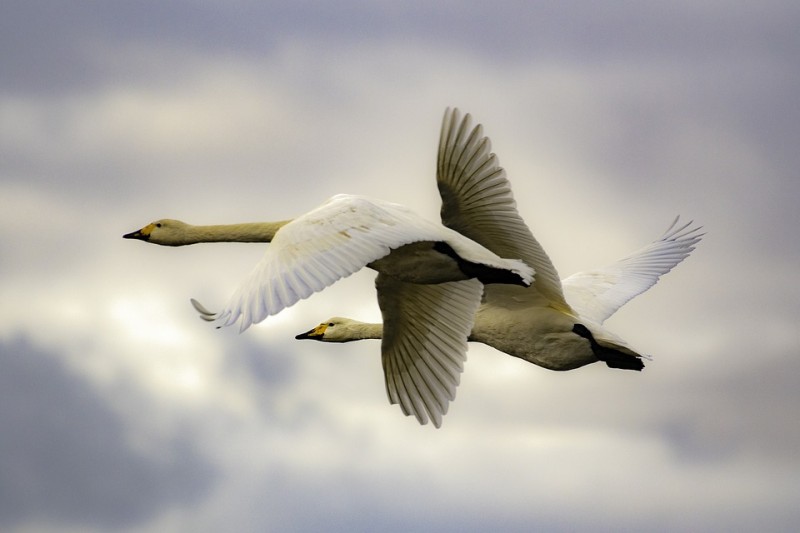 Лебеди: фото и описение, где зимуют, когда улетают, как называется детеныш