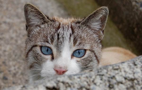 Кошка-охос-азулес-Её-характер-особенности-ухода-за-ней-и-история-породы-11