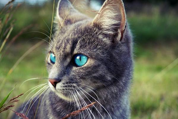 Кошка-охос-азулес-Её-характер-особенности-ухода-за-ней-и-история-породы-6