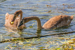 Лебеди: фото и описение, где зимуют, когда улетают, как называется детеныш