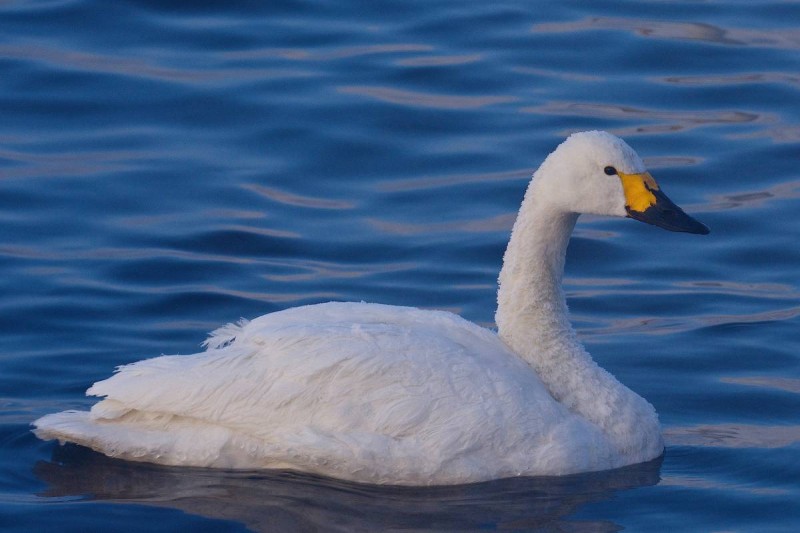 Лебеди: фото и описение, где зимуют, когда улетают, как называется детеныш
