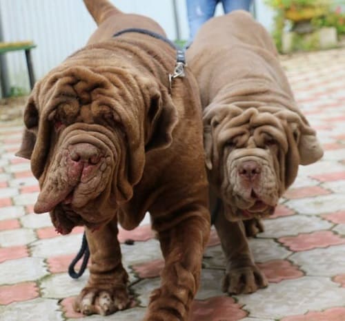 Неаполитанские мастифы