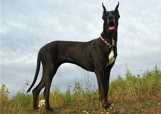 Немецкий дог