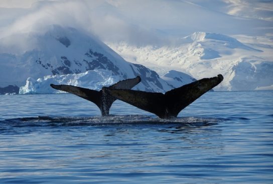 спаривание гренландских китов размножение гренландских китов
