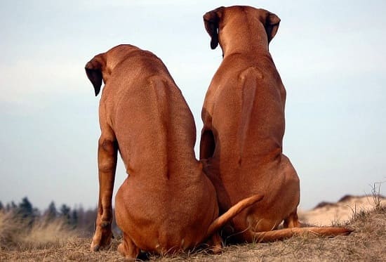 Ридж на спине родезийских риджбеков