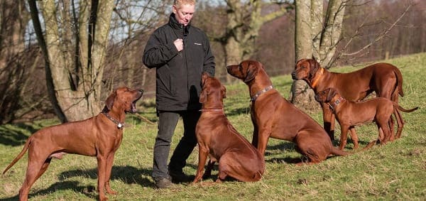 Родезийские риджбеки