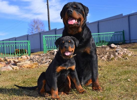 Взрослый ротвейлер и щенок