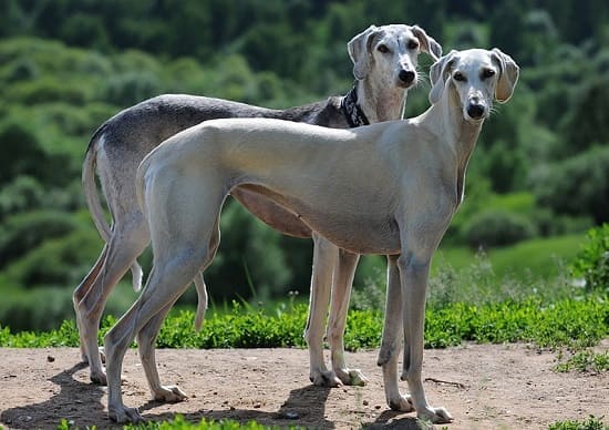 Короткошерстные салюки