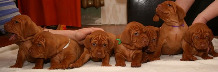 Щенки Венгерской Выжлы гладкошерстные
