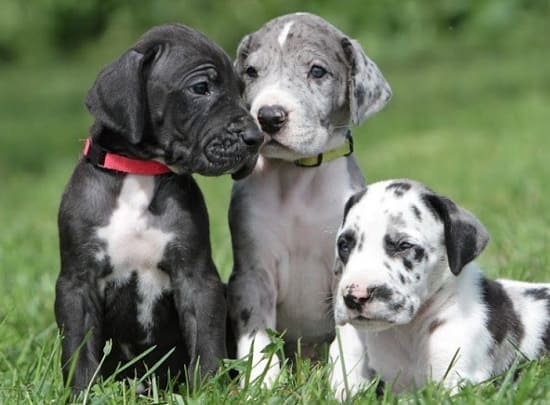 Отличные датские щенки