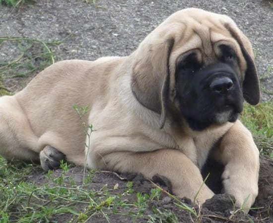 Щенок английского мастифа Щенок английского мастифа