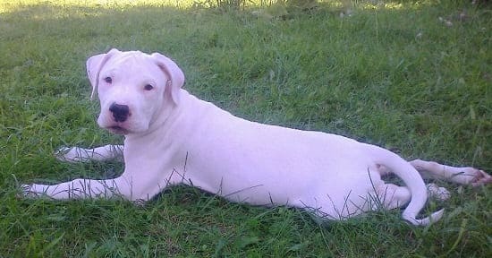 Щенок аргентинского дога