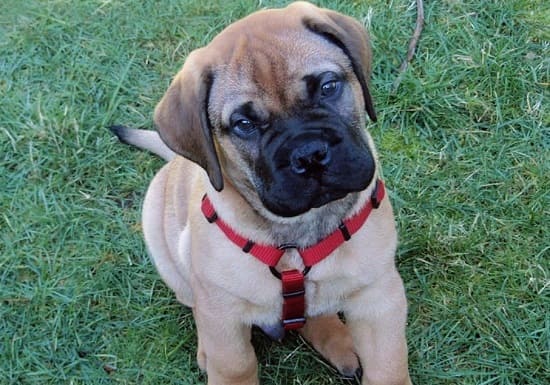 Щенок бульмастифа