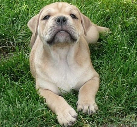 Щенок ка-де-бо