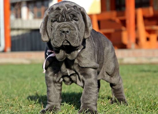 Щенок неаполитанского мастифа