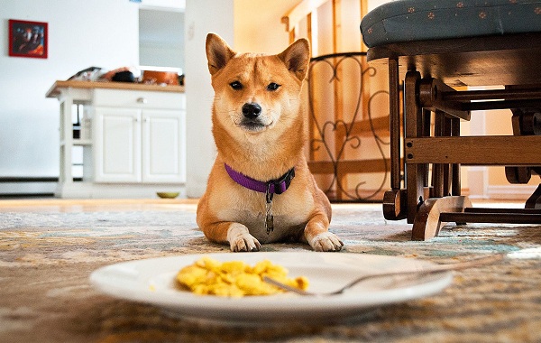 Шиба-ину-порода-собак-описание-особенности-характер-и-уход-16