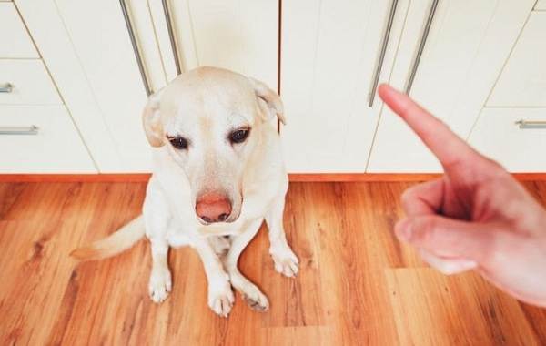 Собаки в течке, как долго и что нужно делать 11