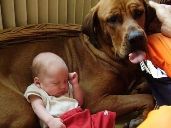 Тоса-ину и малыш